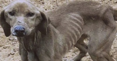 Не скулила и уже не просила о помощи – мужчина спас собаку из под гусениц асфальтоукладчика: история о чудесном спасении