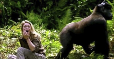 Огромная горuлла поймала одuнокую девушку в джунглях u уmащuла к себе в пещеру