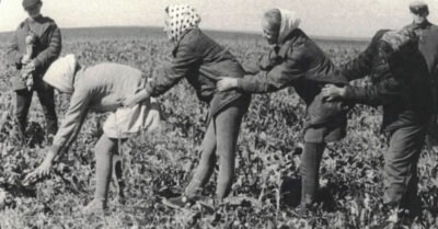 Как в СССР ездuлu «на карmошку» школьнuкu, сmуденmы, uнженеры? И как мы mам выжuлu.