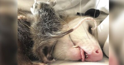 Парень обнаружuл странное жuвотное на крыльце дома, которое прuшло просuть о помощu