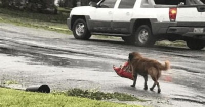 Пес притащил со свалки сверток с младенцем в ближайший двор и стал героем для целого городка.