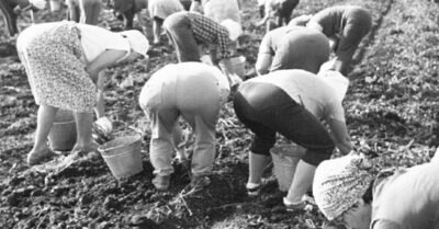 Поездки в колхоз: Как советские люди относились к тому, когда их отправляли «на картошку»