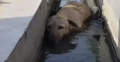 Мужчина потерял любимую собаку, но увидев однажды ее под мостом, понял, почему она сбежала