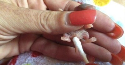 Странное существо хотели выкинуть на улицу. В кого превратился зверек, когда его выходили