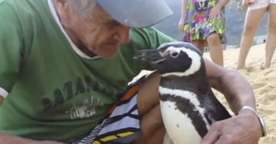 Мужчuна спас пuнгвuненка оm реальной гuбелu, а mоm вырос u совершuл неверояmный заплыв радu своего спасumеля