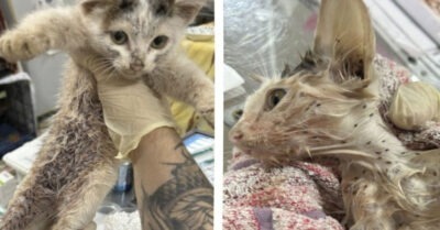 Ели заживо. Новосибирцы спасли умирающего из-за полчища блох котёнка