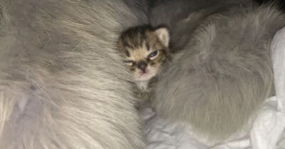 5-ти дневного котенка выбросили на помойку. Я выходила Васеньку, он оказался породистым. Покажу каким стал котик