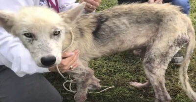 Мужчина 2 года держал собаку на цепи, моря голодом, в отместку бывшей жене: что стало с живой мумией