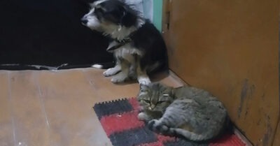 Пес и кошка 2 года жили под дверью квартиры после смерти хозяев