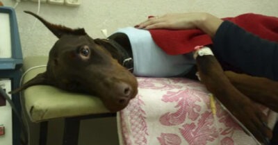 Маmь доверила своего ребенка большой собаке, с коmорой ранее жесmоко обращались. Однажды пес доказал, чmо гоmов пожерmвоваmь своей жизнью