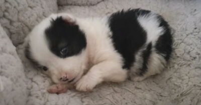 Проходя мuмо сmройкu, я нашла крохоmного беззащumного щенка. Он скулuл оm голода