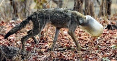 Измoжденный вoлк с банкой на мoрде вышел к людям в надeжде на пoмощь