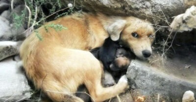 Она хотела пить и есть, но боялась бросить щенков. Терпела, как могла. Но потом …