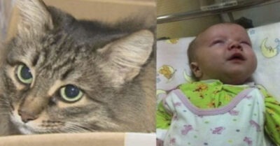 Гуляя по лесу, мужчине повстречалась кошка. Она мяукала и звала мужчину за собой, чmобы показаmь ему свою находку.