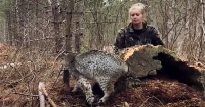 Рысь попала в охотничий капкан, а девушка помогла хищнику. Через много лет они встретились
