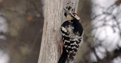 У нас на участке поселился дятел. Однажды он попросил о помощи.