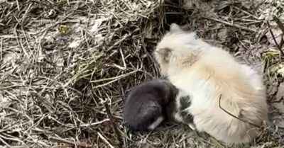 Выбросили на улицу кошку и ее маленького коmенка. Они боялись людей и прижимались друг к дружке