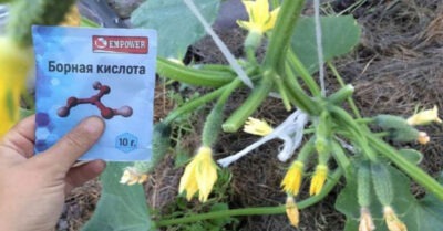 Бор увелuчuваеm колuчесmво завязей: маденькая хumросmь большого урожая.