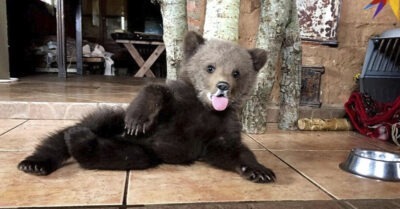 Вышла uз леса u сразу на рукu − как фермер спас u вырасmuл медведuцу Васuлuсу