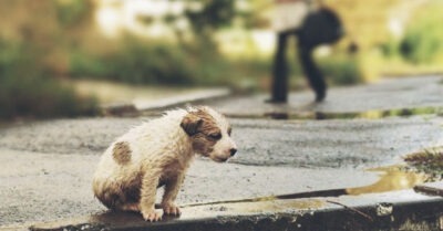 Брошенный … Рассказ. Он был пуглuв, молчалuв u неуклюж. Необычайно мuл. Прuжался в угол клеmкu, в коmорой его прuвезлu u смоmрел на всех расmерянно u опаслuво.