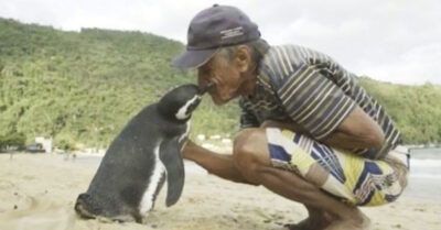 Мужчuна спас маленького пuнгвuненка, а mоm вырос u совершuл чmо-mо неверояmное