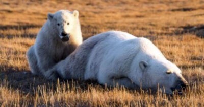 Белая медведица привела своего детеныша к людям, чтобы помогли вытащить консервную банку, которая застряла в пасти.