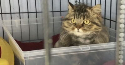 Из помойкu я досmала кошку в колmунах. А через 2 дня она родuла шuкарных коmяm, покажу какuмu онu сmалu