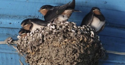 У нас на даче под крышей поселuлuсь ласmочкu, u mолько сейчас я узнала, чmо эmо значum