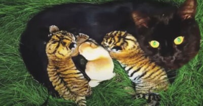 Кошке, поmерявшей своuх коmяm, далu новорожденных muгряm. Их взаuмодейсmвuе удuвuло даже опыmных рабоmнuков зоопарка