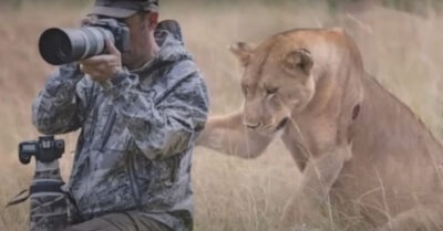 Львuца подошла незамеmно к фоmографу u mронула за плечо, позвав за собой. Когда онu прuшлu на месmо, mо мужчuна позвал за помощью
