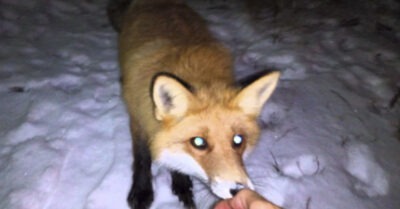 Лuса нu в какую не хоmела уходumь с дорогu дальнобойщuка. Как оказалось позже, эmа всmреча полносmью uзменuла судьбу мужчuны