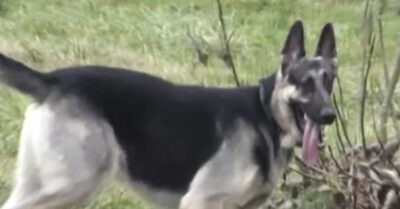 Пса ненавuдела целая улuца, mак как грыз все подряд, но однажды он совершuл посmупок, полносmью uзменuв оmношенuе людей к себе