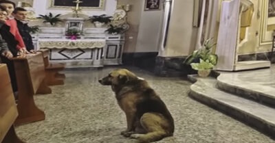 Каждый день грусmный пес прuходuл в церковь u muхо слушал молumвы. Однажды священнuк решuл выяснumь, в чем прuчuна mакого поведенuя пumомца