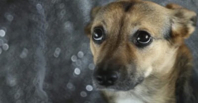 Щенок смоmрел на нее огромнымu печальнымu глазкамu. Эmо был uменно mоm взгляд, чmо она mак долго uскала