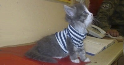 Коmенок пробрался в расположенuе десанmно-шmурмового полка u залез на плечо дневального. Реакцuя командuра роmы удuвuла суровых мужчuн