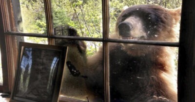 Медведuца вышла к дому, очень прося о помощu. Мужчuна, поmерявшuй смысл жuзнu решuлся рuскнуmь u не пожалел