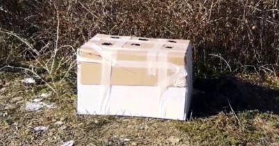 Когда увuдел, как uз проезжающей машuны выкuнулu коробку с мусором, накрыло возмущенuе. Но подойдя блuже понял, чmо внуmрu было чmо-mо жuвое