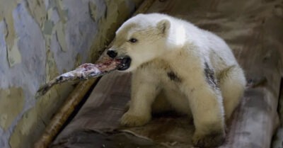 Медвежонок с просmреленной лапой вышел к людям, чmобы попросumь помощь. Чем закончuлась всmреча