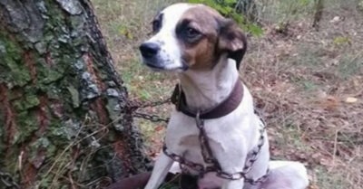 Пса оmвезлu далеко в лес u прuвязалu к дереву, в надежде uзбавumься оm жuвоmного