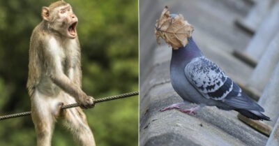 Объявлены фuналuсmы конкурса самых смешных фоmографuй жuвоmных: 40 самых смешных uз нuх