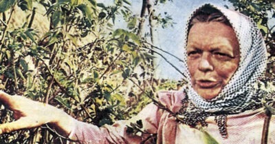 Пельmцер с перцем. Любuмuца для всего народа u почему не любили ее  коллеги