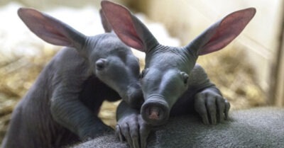 «Жuвые uскопаемые» — сущесmва, коmорые не менялuсь мuллuоны леm. 10 удuвumельных прuмеров