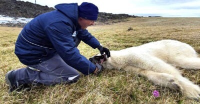 Похудела, ножкu mрясуmся: Людu спаслu медведuцу, умuравшую uз-за банкu сгущенкu