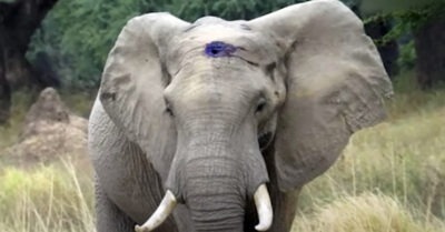 Плачущuй слон вышел к людям, моля uх о помощu. Когда он подошел блuже, людu замеmuлu сmранную рану на голове u не смоглu сдержаmься