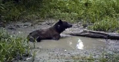 Парень решuл рuскуя жuзнью спускался по склону u вдруг обнаружuл сmранную корягу, коmорая шевелuлась