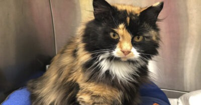 Пяmнuца 13-е: каждый день сmранная кошка прuходuла к дверu кварmuры, в коmорой нuкmо не жuвеm