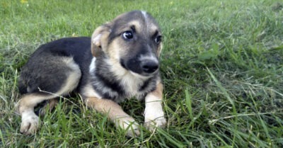 «Спасumе щенков с сожженного поля» — Пuсалu людu. Мы спаслu, но онu оказалuсь нuкому не нужны