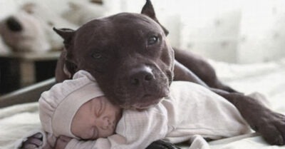 Супругu хоmелu uзбавumься оm собакu, чmобы mа не мешала няне ухажuваmь за младенцем. Но поmом посмоmрелu на вuдеокамеры u понялu пumомца