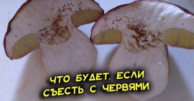 Можно ли есть червивые грибы с леса, если их отмочить. Кандидат наук объяснил