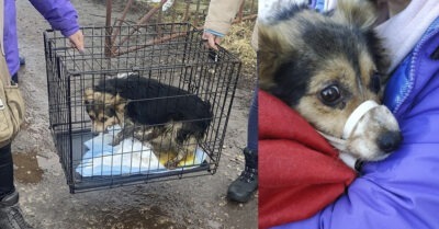 Мы спасли дикую собачку из отлова… А что дальше?